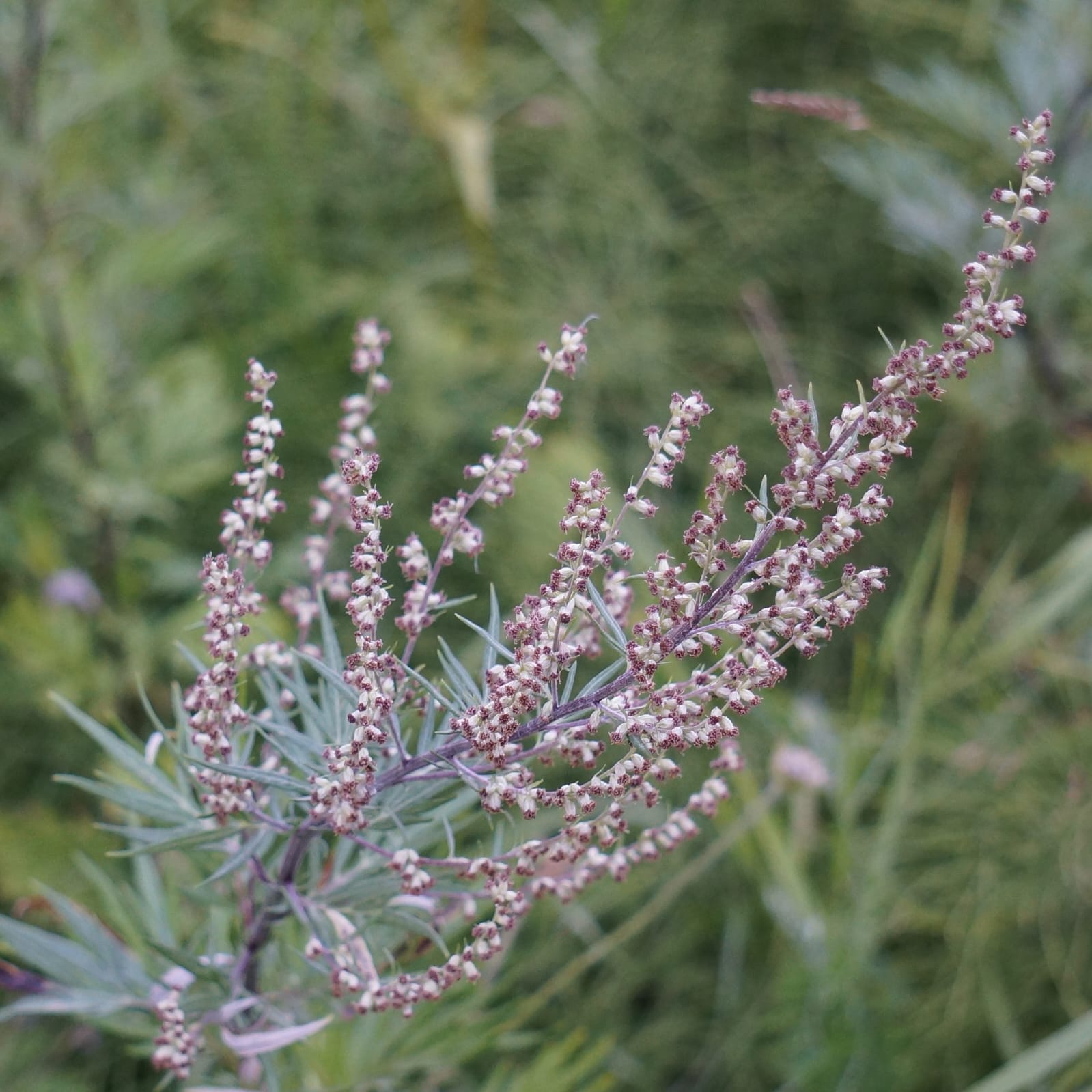 Mugwort