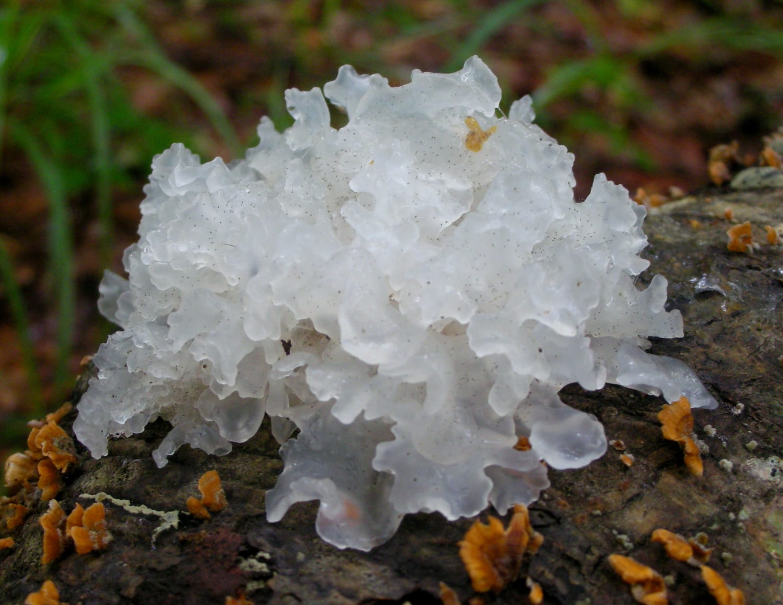 Tremella Mushroom