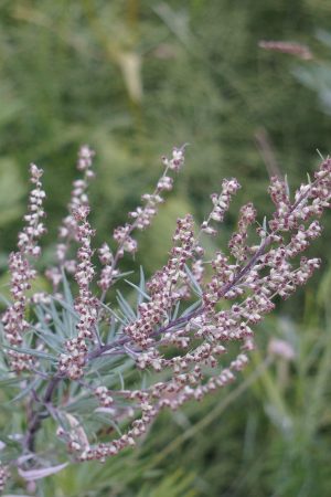 MUGWORT