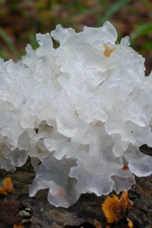TREMELLA MUSHROOM
